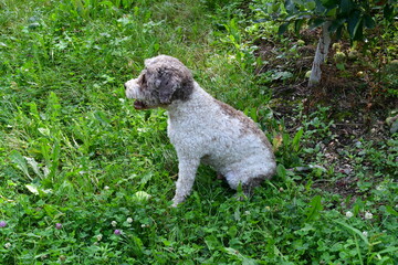 Portrait eines Lagotto Romagnolo Hundes 