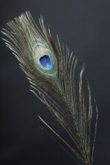 Obraz premium One beautiful peacock feather on black background, closeup