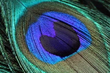 Naklejka premium Beautiful bright peacock feather as background, macro view