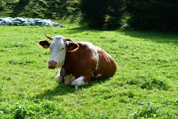 Eine Kuh auf der Weide im Stubaital in Tirol