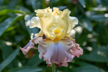 Iris barbata High Chaparral close up
