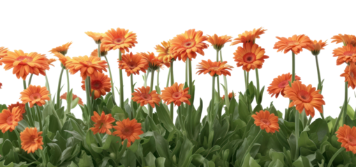PNG Vibrant orange gerbera daisies bloom