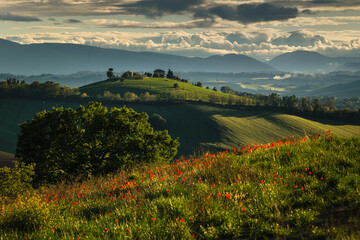 Spring view of landscapes of region Marche near Ancona during sunset. Green waves hills and lone...