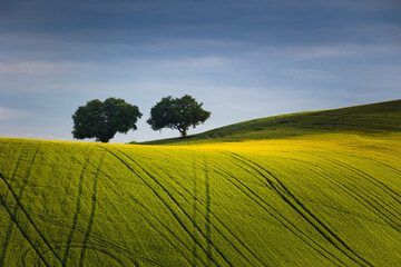 Spring view of landscapes of region Marche near Ancona during sunset. Green waves hills and lone...