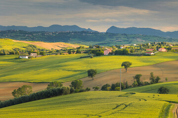 Spring view of landscapes of region Marche near Ancona during sunset. Green waves hills and lone trees make this landscape unreal.