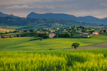 Spring view of landscapes of region Marche near Ancona during sunset. Green waves hills and lone...