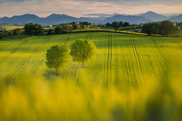 Spring view of landscapes of region Marche near Ancona during sunset. Green waves hills and lone...