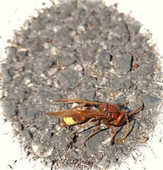 macro on a blurred background of a wasp on the ground on the gray pavement
