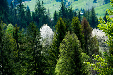 Voronet village view from the hill