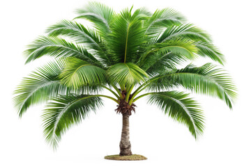Obraz premium Palm tree isolated on white or transparent PNG