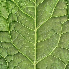 Obraz premium leaf veins, showcasing the intricate patterns and textures of a green leaf