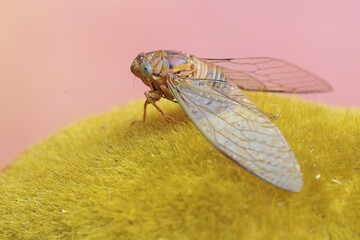 An evening cicada resting on a moss-covered rock. This insect has the scientific name Tanna...