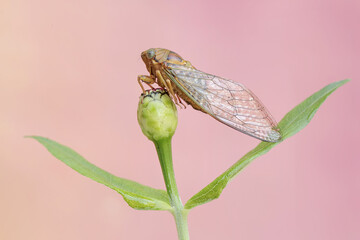 An evening cicada is perched on wildflower. This insect has the scientific name Tanna japonensis.