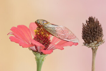 An evening cicada is perched on wildflower. This insect has the scientific name Tanna japonensis.