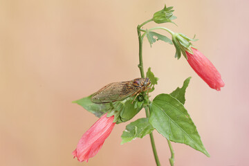 An evening cicada is perched on wildflower. This insect has the scientific name Tanna japonensis.