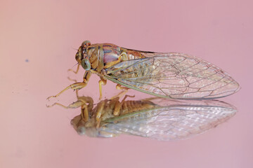 Reflection of the beauty of an evening cicada. This insect has the scientific name Tanna japonensis.