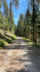 Wald Pfad Schwarzwald Frühling