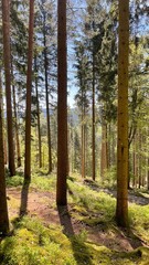 Wald Pfad Schwarzwald Frühling