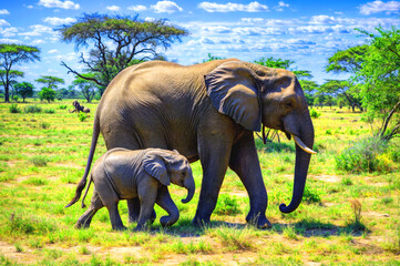 Fototapeta premium A cute little baby elephant with its mother 