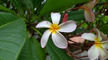 Close-up of a white and yellow plumeria flower.