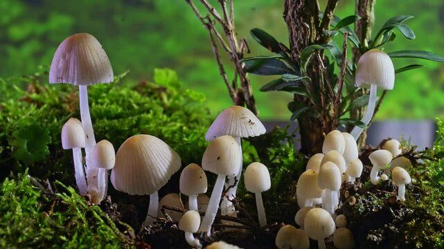 Time-lapse photography of wild fungus growth