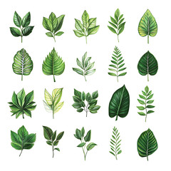 Fototapeta premium A collection of 20 watercolor illustrations of various green leaves, perfect for adding a touch of nature to your designs.