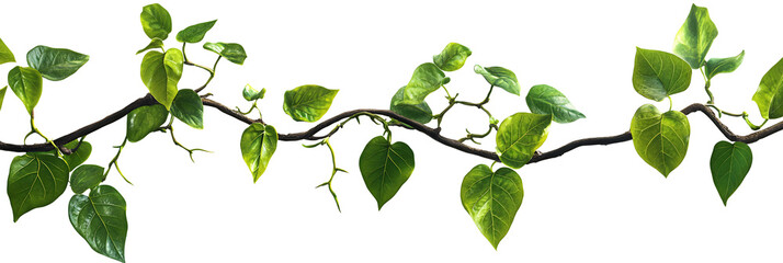 Obraz premium A branch of lush green ivy with a white background.