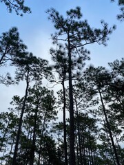 trees and sky