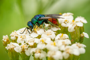 ruby-tailed wasp - Chrysis ignita, tiny beautiful common cuckoo wasp from European meadows and...
