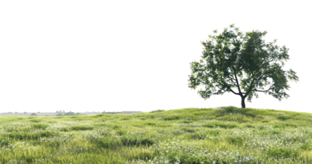 PNG Serene solitary tree landscape wallpaper
