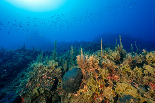 Seaweed Sargassum vulgare, and Flabellia petiolata, in deep waters of Marmaris Turkey.