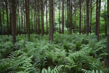 Fototapeta premium A lush green forest with a lot of ferns and trees