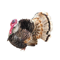 Majestic Tom Turkey isolated in transparent background