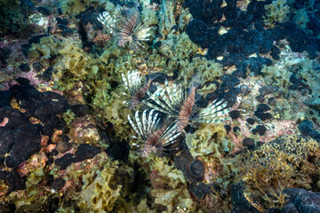 Invasive lionfishes, Pterois miles, Marmaris Turkiye.