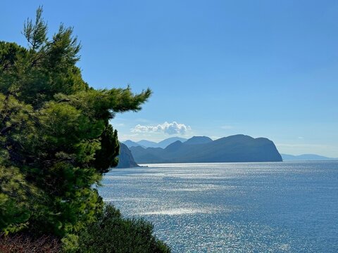 Pine trees on the sea shore