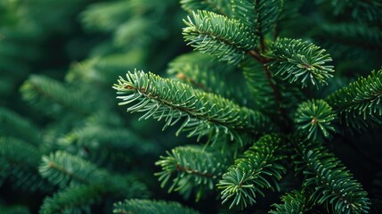 Christmas tree branches creating festive holiday background image