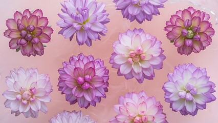 Obraz premium Top view of beautiful tender blooming eustoma flowers isolated on pink background