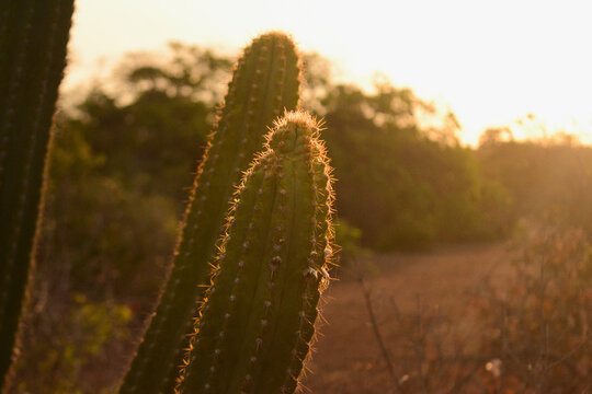 Cacto mandacaru s&iacute;mbolo do nordeste brasileiro, linda foto de cactos ao por do sol, cactos do nordeste, vegeta&ccedil;&atilde;o da caatinga.