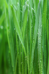 Naklejka premium Close-up macro nature green grass leave texture tropical plant abstract background.Curve leaf floral botanical desktop wallpaper,website cover backdrop.