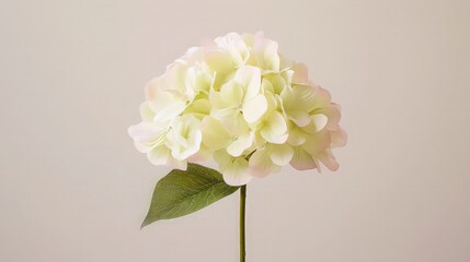 Fototapeta premium Delicate White Hydrangea Flower