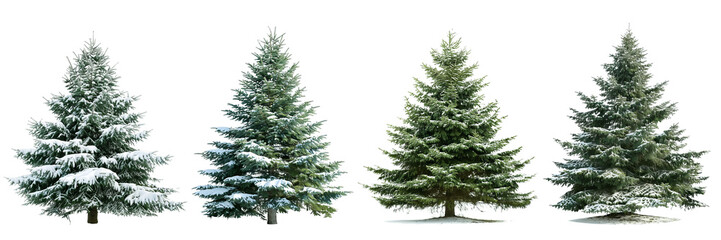 Fototapeta premium Set of christmas tree, isolated on transparent white background