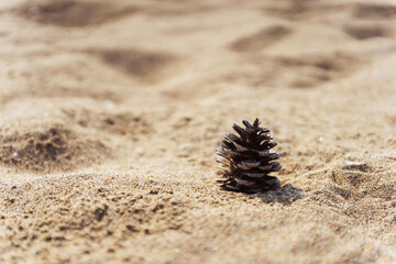 Fir cone on yellow sand close-up