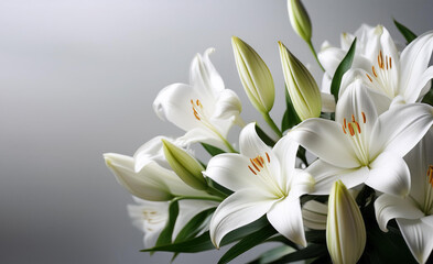 Obraz premium White Asiatic lily flower in the garden
