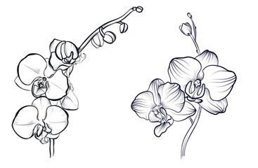 a set of black and white hand-drawn phalaenopsis orchid flowers vector © TanyaArt