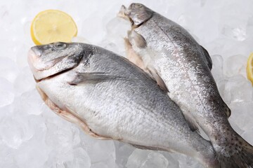 Sea food. Fresh raw fish and lemons on ice cubes, closeup