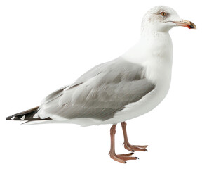 Obraz premium PNG Seagull isolated on white background