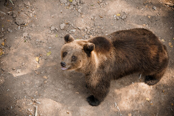 Majestic Brown Bear in Natural Habitat Captured from Above