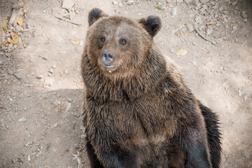 Majestic Brown Bear Gazing Upward in Natural Habitat