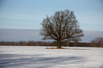 Sunny winter day. Among the field the old oak grows. The thin snow layer covers the field. The forest is visible in the distance.