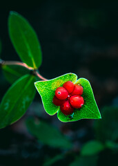 flores en la naturaleza